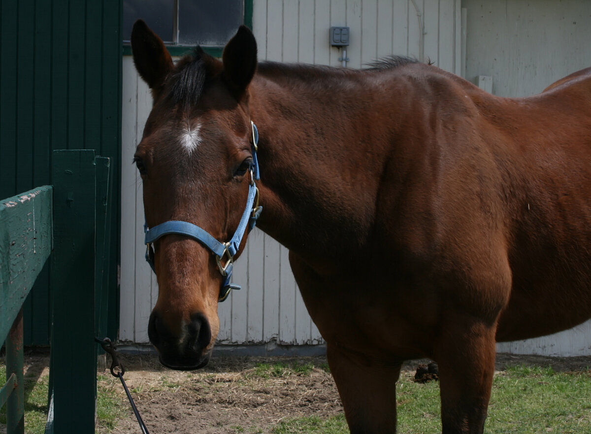 Если лошадь долго не контактирует с сородичами или другими животными, то медленно сходит с ума.