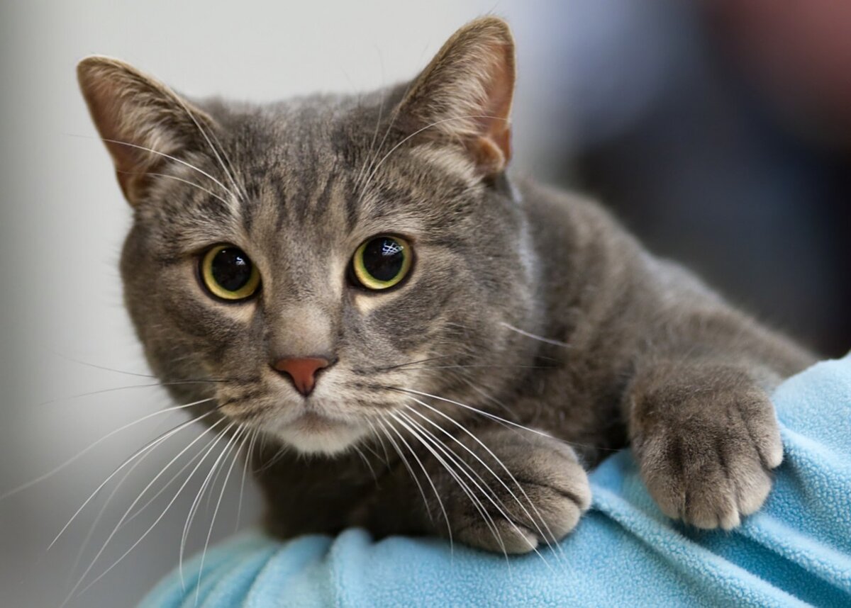 Ссылка на фото:https://prokota24.ru/wp-content/uploads/2020/04/Koshka-u-veterinara-1.jpg