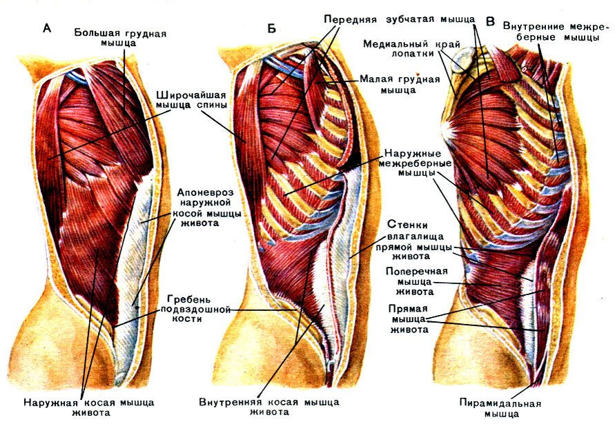 Передняя часть человека. Мышцы живота послойно анатомия. Структура мышц живота человека. Наружная и внутренние мышцы живота анатомия. Мышцы спины и грудной клетки анатомия.