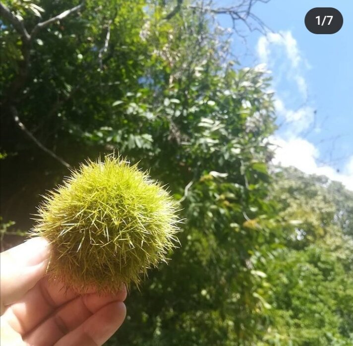 Ну очень колючий ёжик. Занозы гарантирован при любом касании