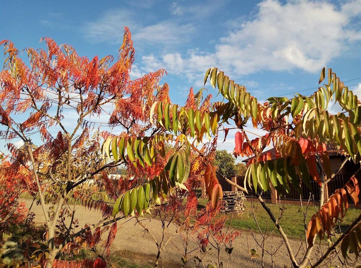 03.11.2020. Сумах.