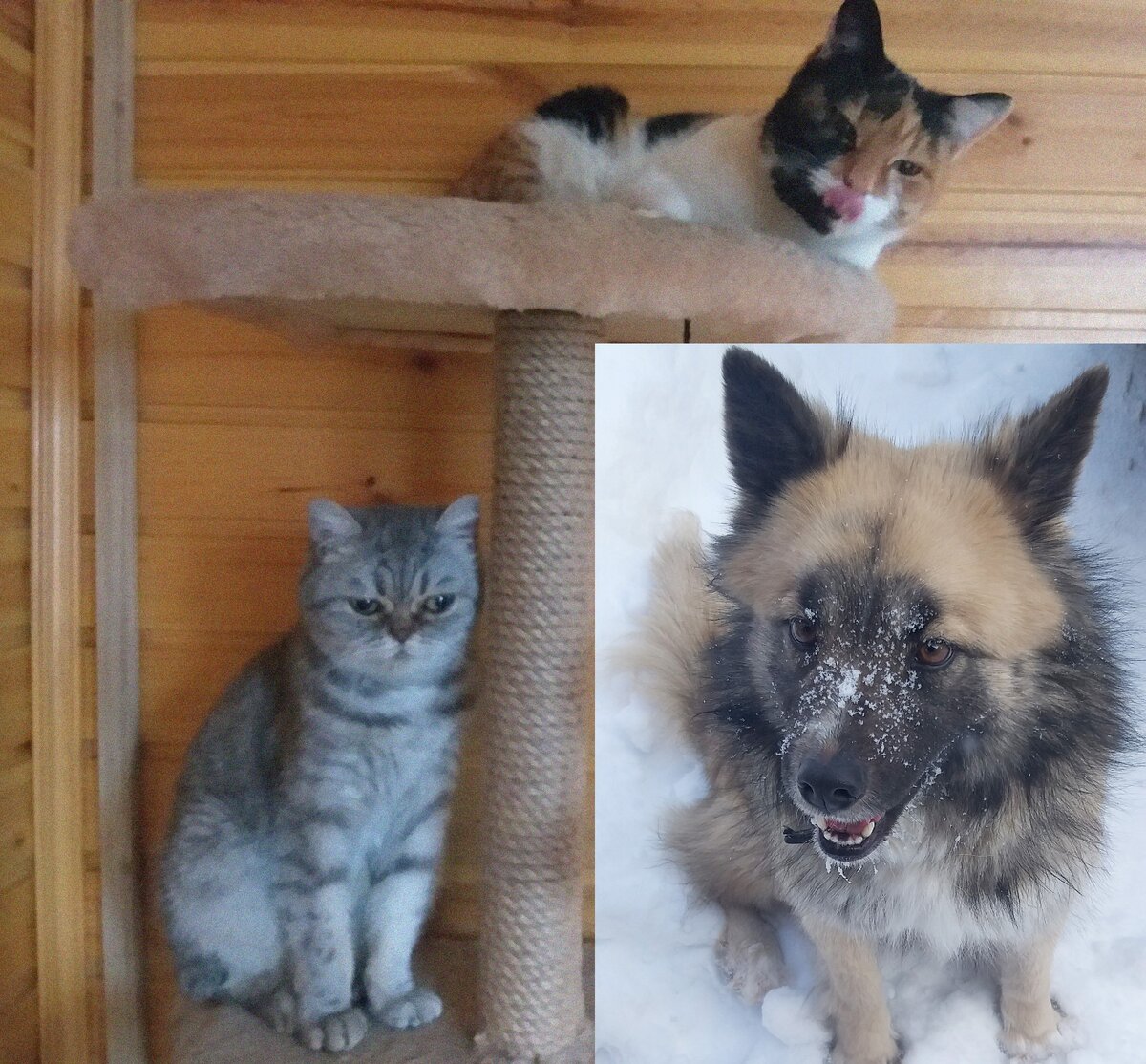 Мои любимые питомцы.