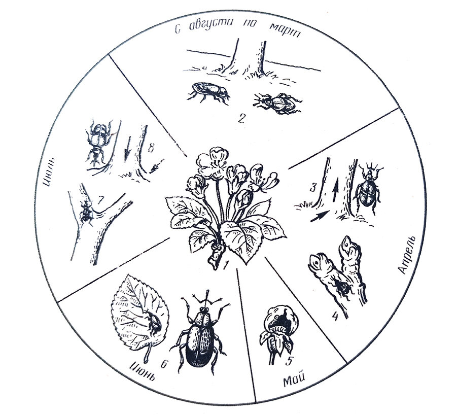  1 - бутоны повреждённые личинками; 2 - жуки, зимующие в почве; 3 - активность вредителей; 4 - вредитель повреждает почки; 5 - личинка в бутоне; 6 - жук нового поколения. 7- жуки в кроне дерева; 8 - уход жуков на зимовку.