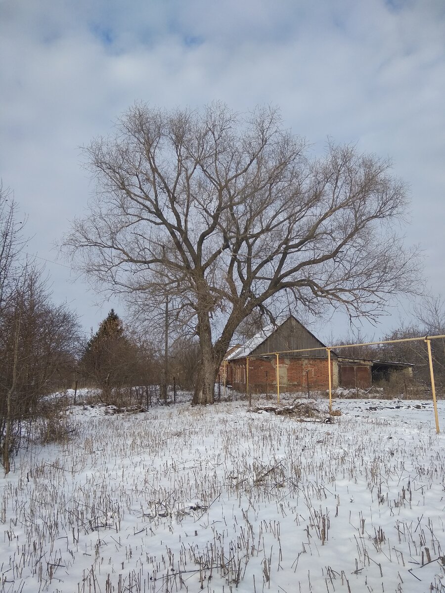 Вот так оно выглядило это дерево, на тот момент🌳