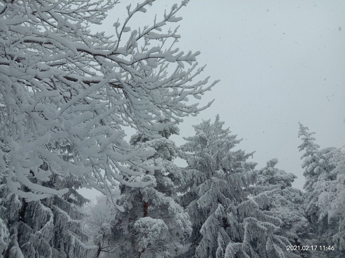 Со всех сторон ее окружал лес. Фото автора