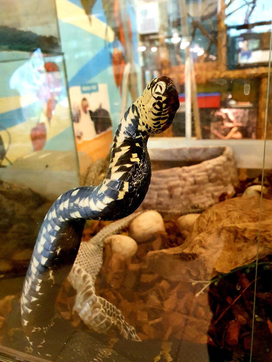 Амурский полоз