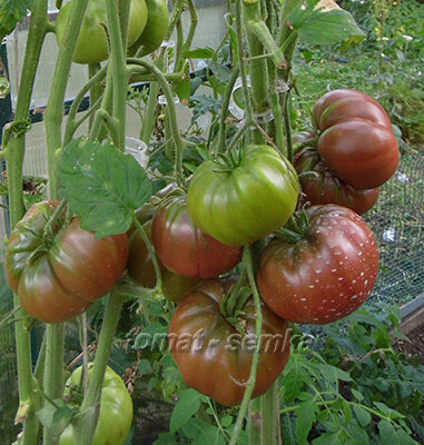 Варшава в теплице.