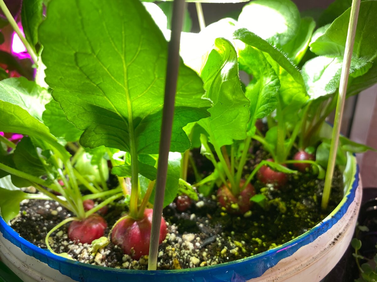 Посев редиса в теплице в апреле. Выращивание редиса в домашних условиях в комнате под фитолампами.