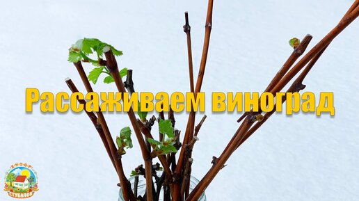 #133 Рассадили черенки винограда. Хутор засыпает снегом.