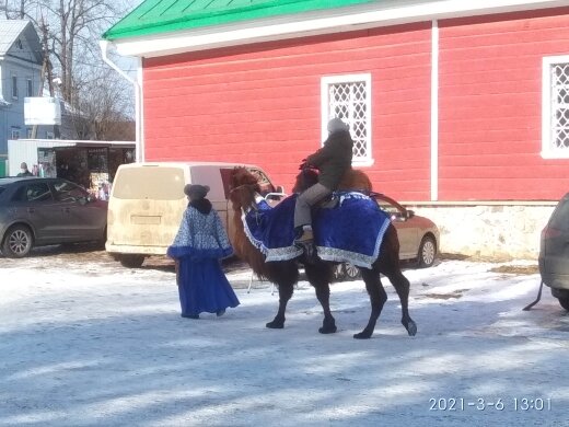 Верблюд в Печорах