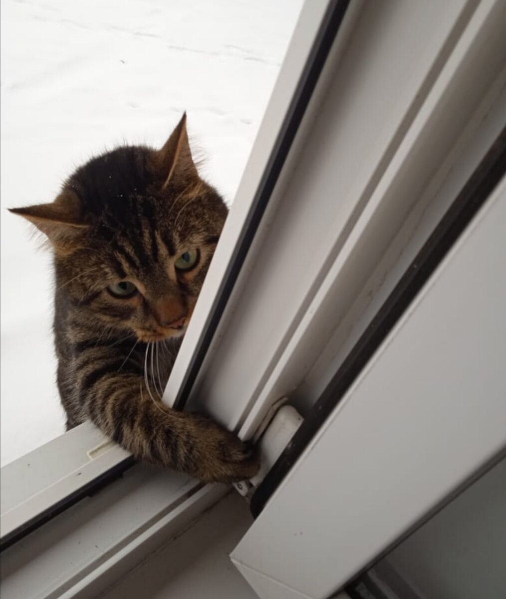 повадился ходить домой с прогулки через окно