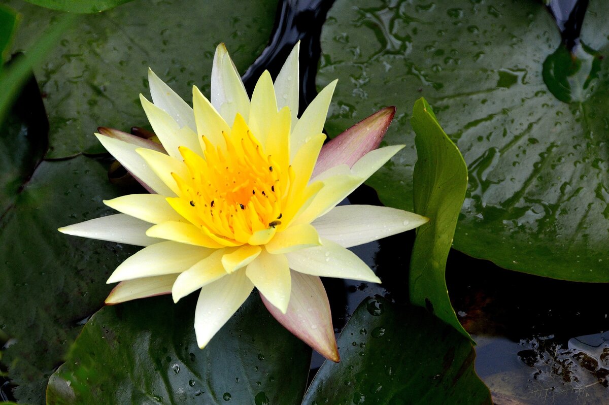 Фото отсюда https://www.deviantart.com/cricketumpire/art/Radiate-into-the-world-871579712