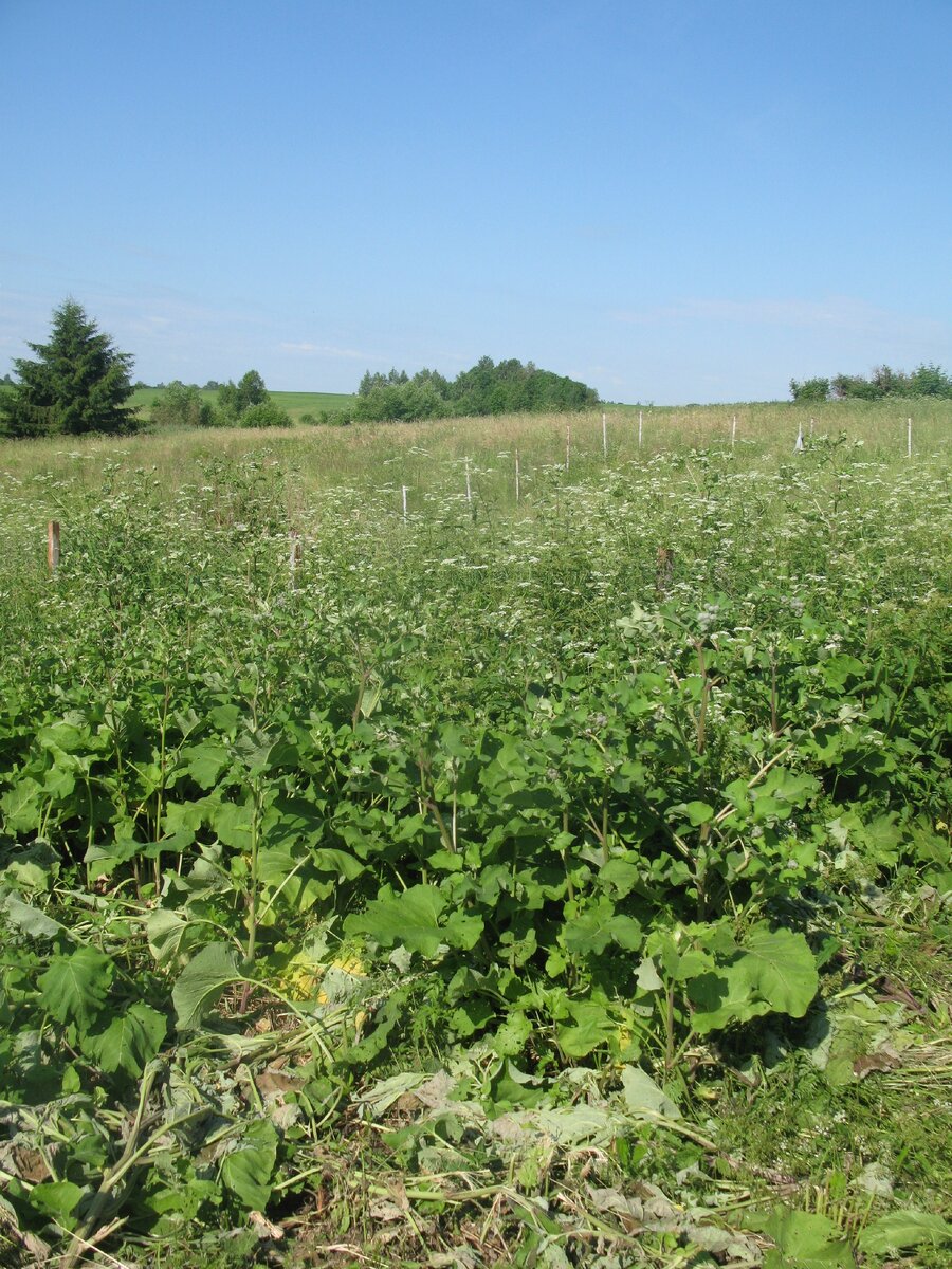 Оставляю нескошенным доброе количество лопуха, поскольку он стал стратегическим сырьем