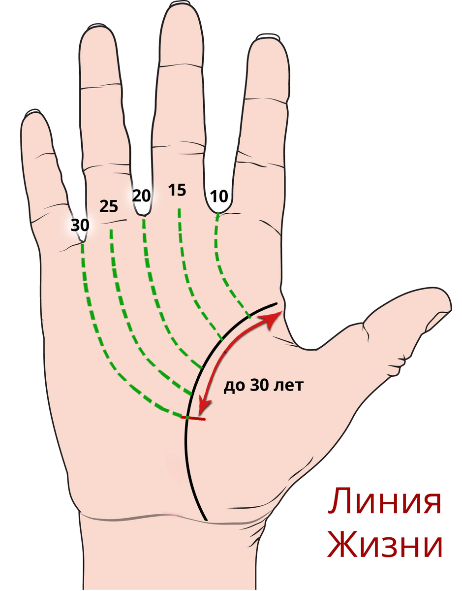 Хиромантия линия жизни по годам. Линия жизни на ладони. Линия жизни на руке. Линии жизжизни на руке.