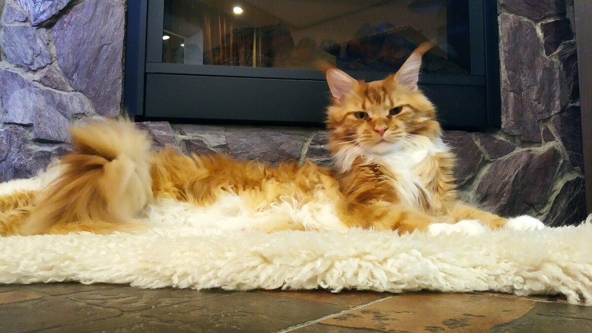 Мейн кун Степа.