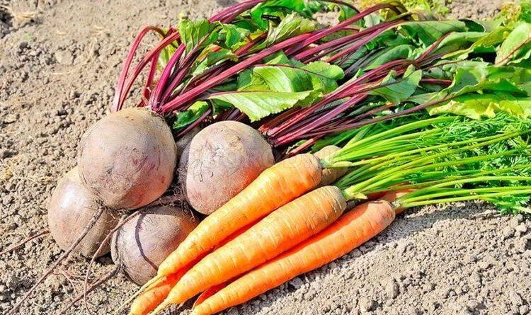 морковь и свекла на радость огородникам