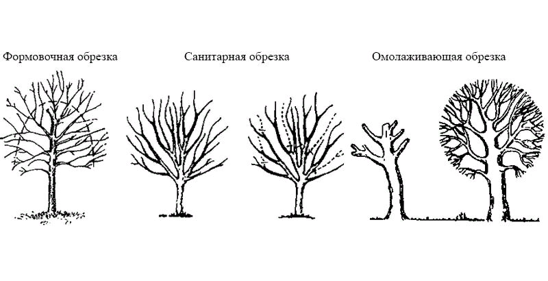 Кронирование дуба схема