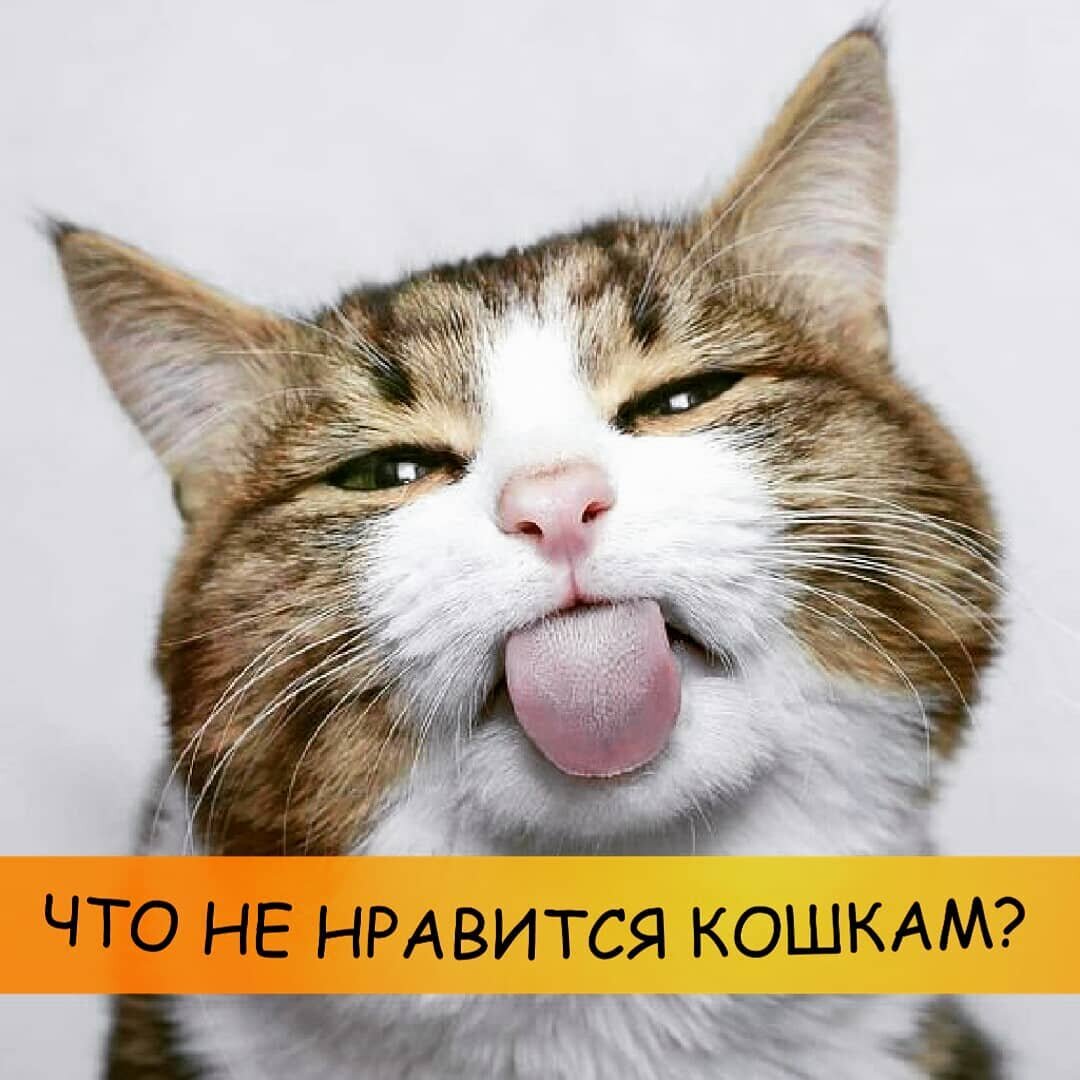 Что не нравится кошкам?