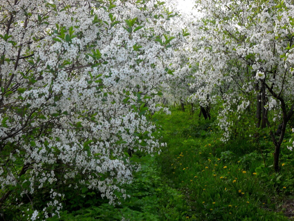 Луговой сад яблони. Вишневый сад пасека цветение. Забор весенний. Вишневый сад цветет. Вишни прошлым летом в лесу было.