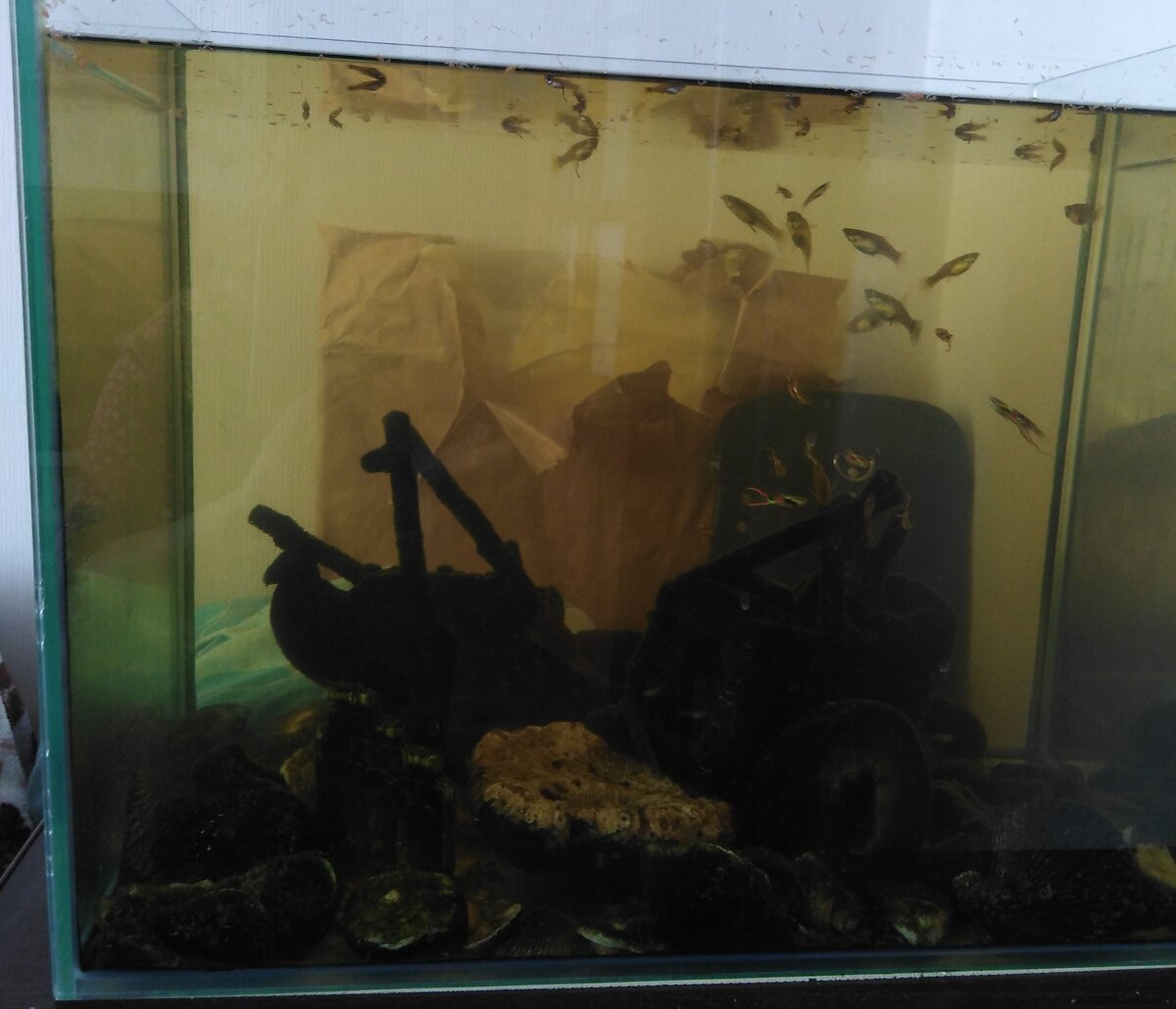 Гуппёшки дружною толпою....