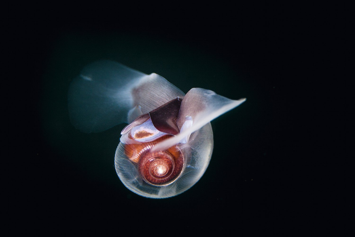 Фото: Морской чертик, лимацина. 