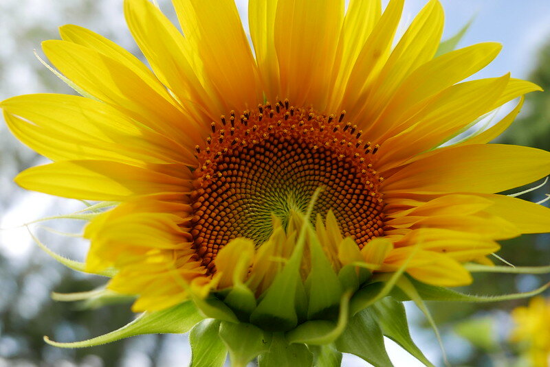 Фото: Glenn Grove/Flickr