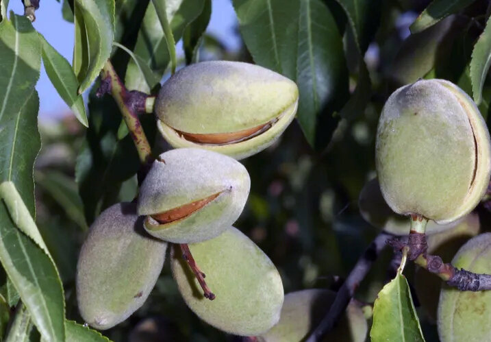 Оболочка спелого плода лопается,