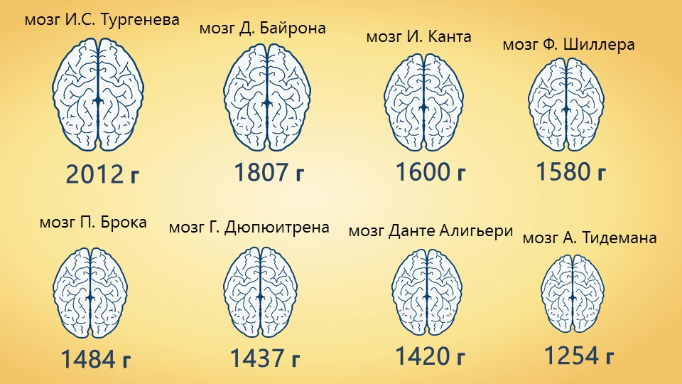 Вес головы. Размер мозга. Размер человеческого мозга. Объем головного мозга. Диаметр головного мозга человека.