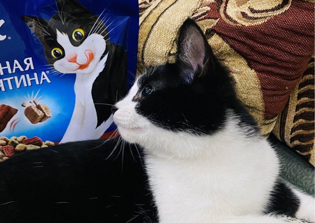 Ну прям одно лицо! Морда точнее. Наглая, но симпатишная:)