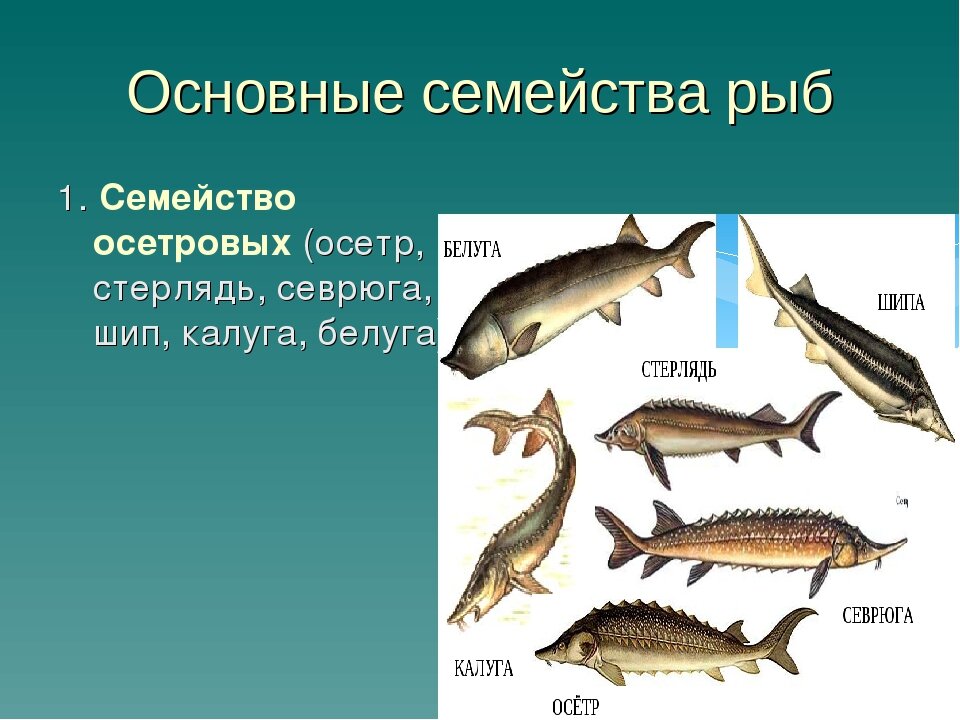 Картинки осетровых пород рыбы