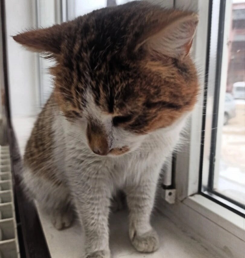 Котик устал от скитаний