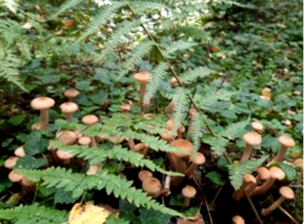 Автор фото Светлана