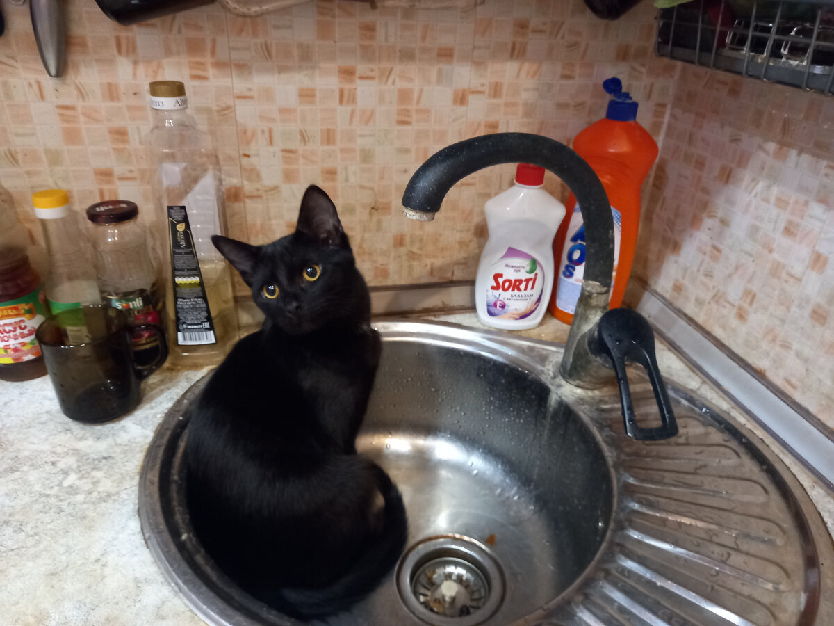 Пока всю посуду сам языком не вымоешь, никто не пошевелится.....