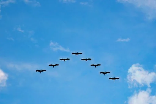 фото https://cdn.pixabay.com/photo/2013/11/24/09/13/birds-216827__340.jpg