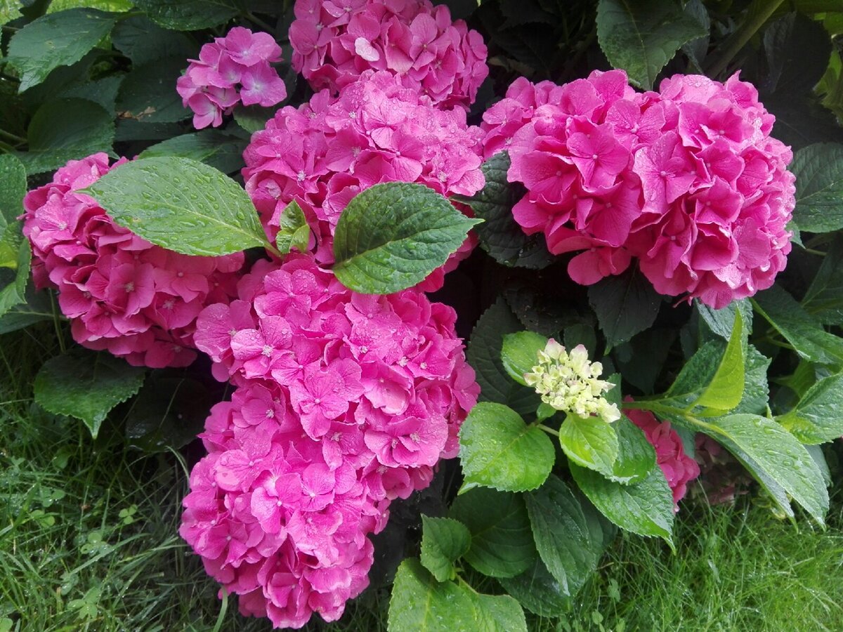 Крупнолистная гортензия. Подкисление элетролитом. Фото автора