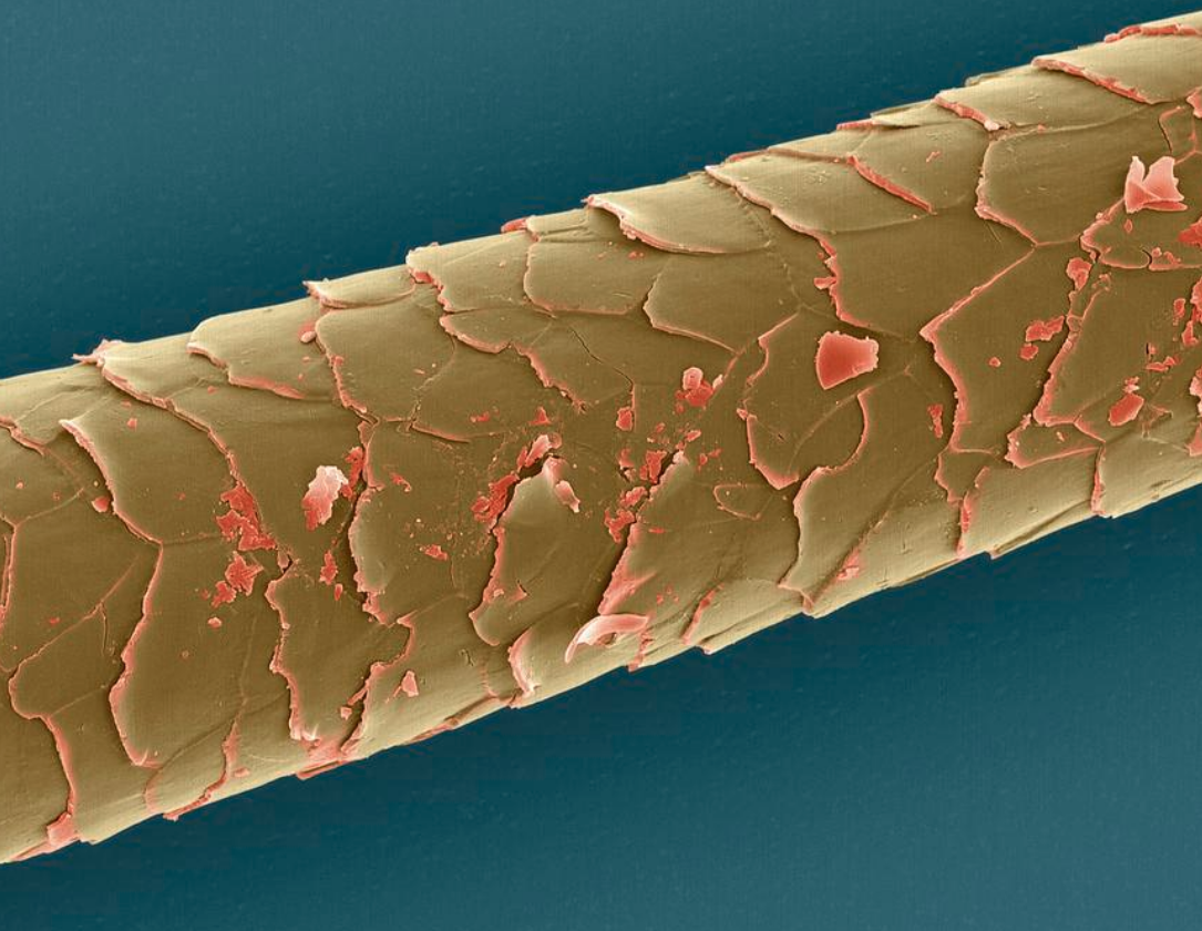 Волос под микроскопом.