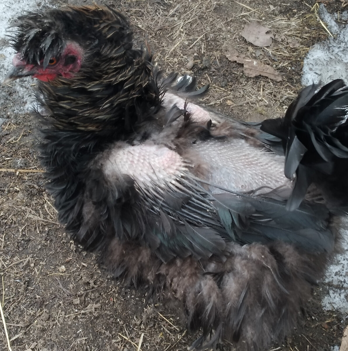 Курица породы  "Курчавая"