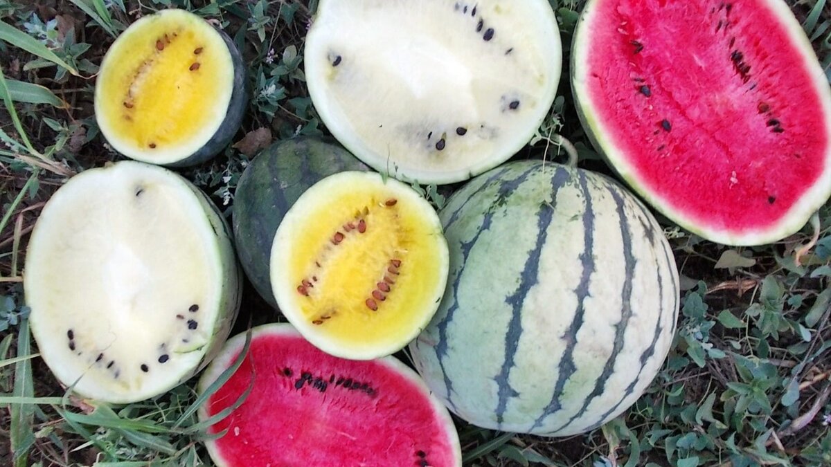 Виды арбузов. Источник: 2sotki.ru