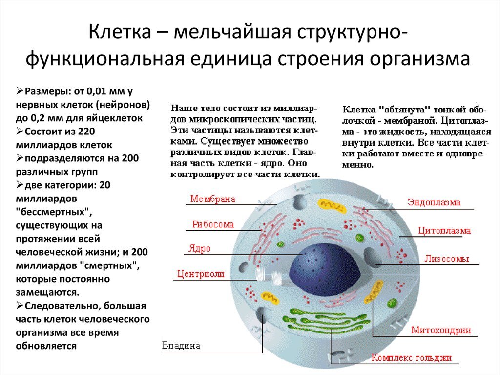 Как выглядит клетка внутри Организм человека, клетка .Аутофагия, фаговит Ирина Старкова (Низамова) Дзен