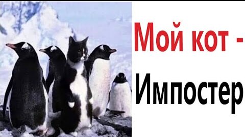 ПРИКОЛЫ! МОЙ КОТ - ИМПОСТЕР!!! УГАРНЫ МЕМЫ от Доми шоу