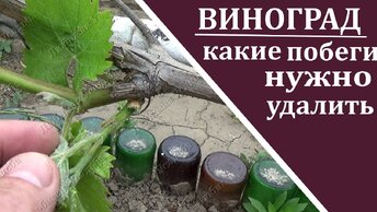 Первая зеленая операция на винограде Номировка винограда побегами Какие побеги нужно удалить, а какие оставить