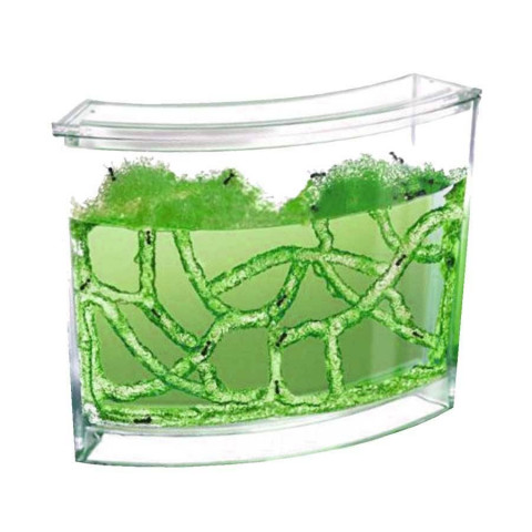 Детский исследовательский проект "Моя муравьиная ферма" - презентация онлайн