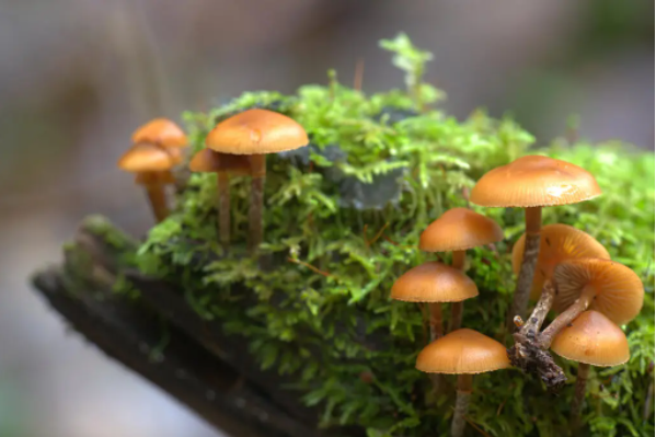 Эти грибы позаимствовали один и тот же смертельный токсин из загадочного источника