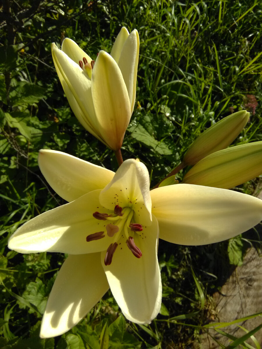 Стихи как солнышки и греют и смешат , ко мне вовсю спешат