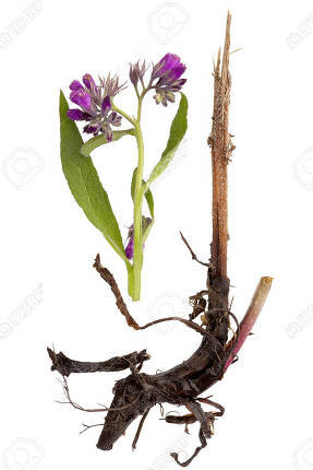 Окопник лекарственный