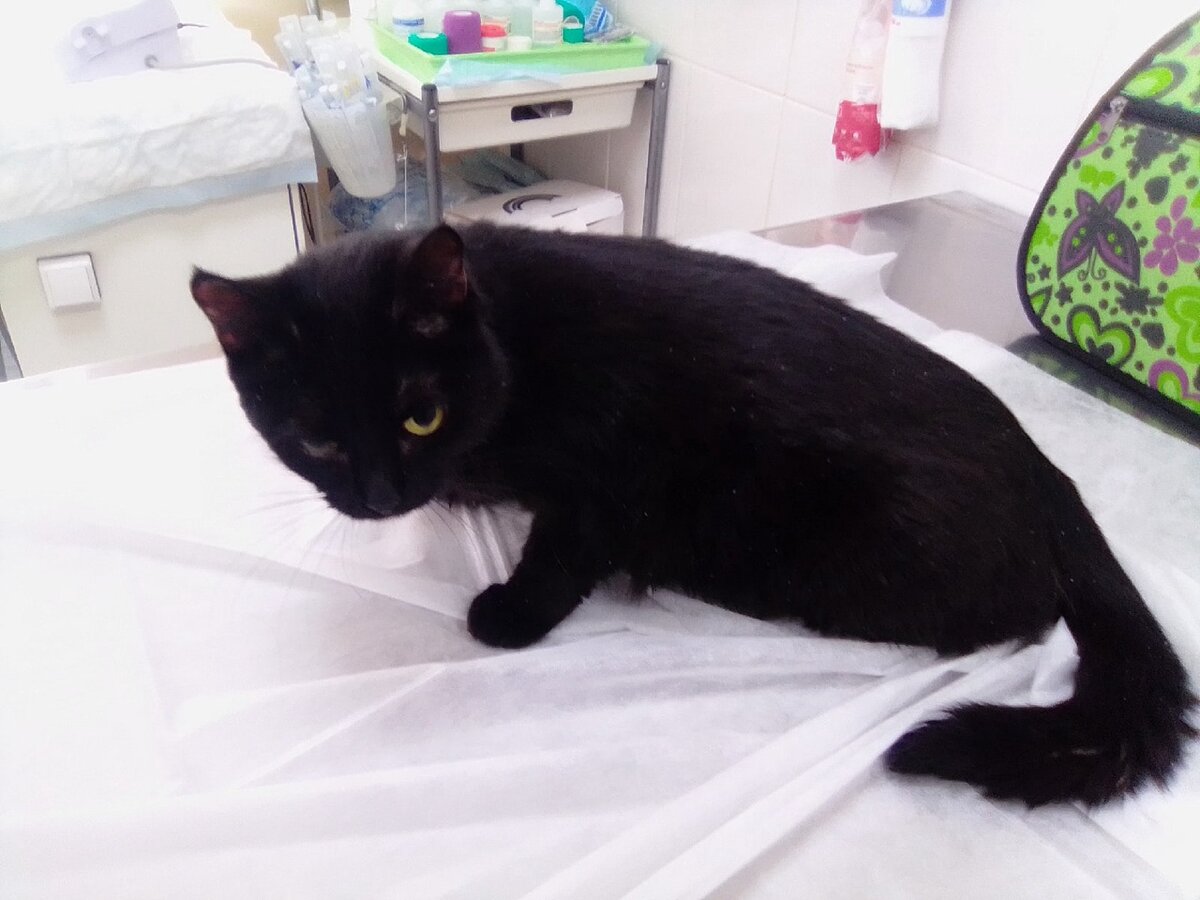 Ассоль в ветклинике