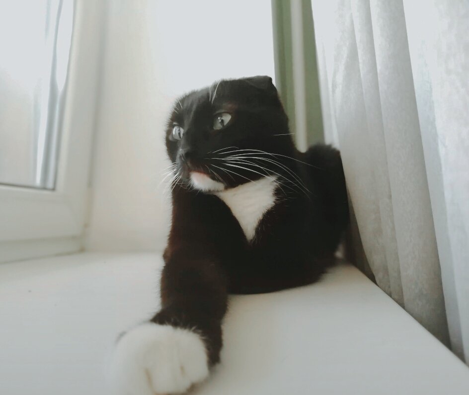 Сурен (сидит на подоконнике и думает о нём. О голубе, который улетел). 