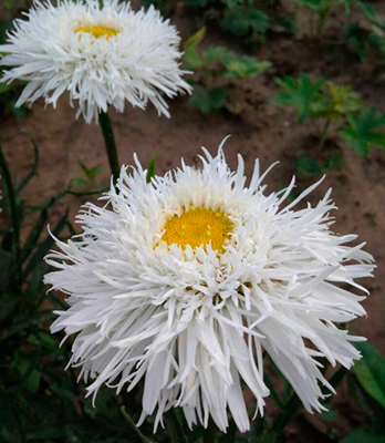 Нивяник наибольший Аглая - высота куста до 75 см. Цветок махровый, белый с желтой серединкой, с рассеченными лепестками, внешне похож на хризантему. Отличается необыкновенно длинным цветением - с июля до морозов.