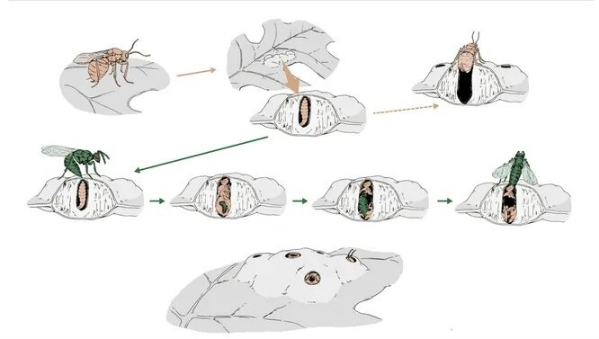 Цикл развития наездников-могильщиков и их паразитизм