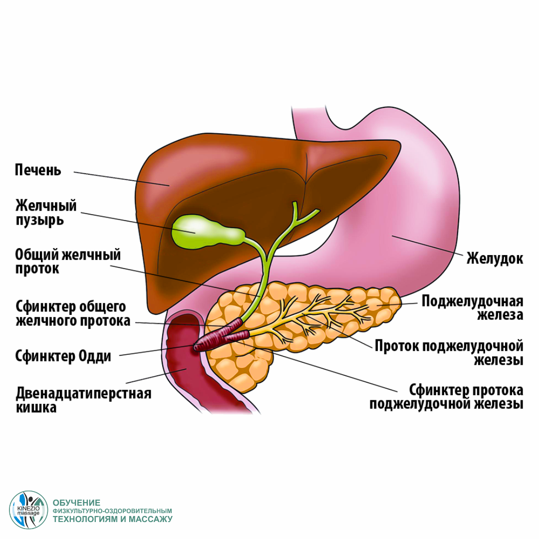 Печень и желчный. Печень желчный пузырь протоки сфинктер. Печень и желчный пузырь анатомия. Печень желчный пузырь поджелудочная. Поджелудочная железа сфинктер Одди.